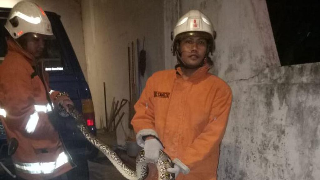 Ular Piton 3 Meter Dievakuasi dari Garasi Rumah di Surabaya