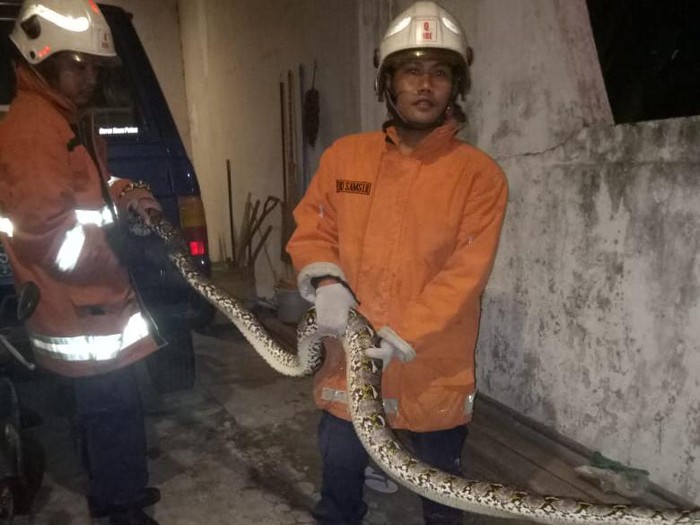 ular piton dievakuasi di ketintang surabaya