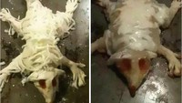 Maksudnya bikin pizza, tapi kok bentuknya begitu ya?