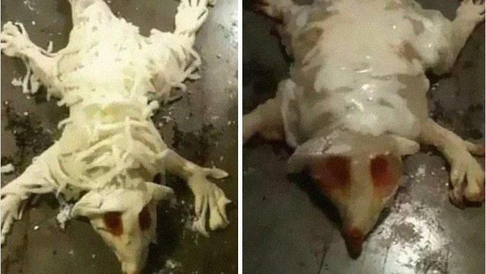 10 Makanan dengan Bentuk Paling Aneh, Bikin Nggak Napsu Makan
