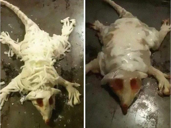 10 Makanan dengan Bentuk Paling Aneh, Bikin Nggak Napsu Makan 10 Makanan dengan Bentuk Paling Aneh, Bikin Nggak Napsu Makan
