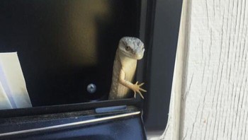 Ehh.. Siapa tuh ngintip?