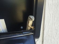 10 Potret Satwa Liar yang Gagal, Lucu Bikin Ngakak