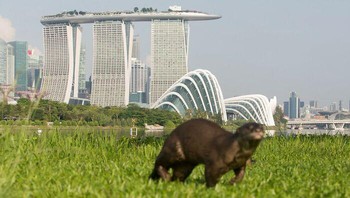 Salah fokus. Mau foto hewan malah ke gedung di belakangnya yang fokus.