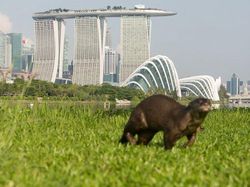 10 Potret Satwa Liar yang Gagal, Lucu Bikin Ngakak