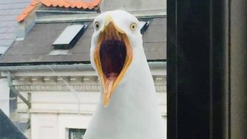 Lho, burungnya kaget?