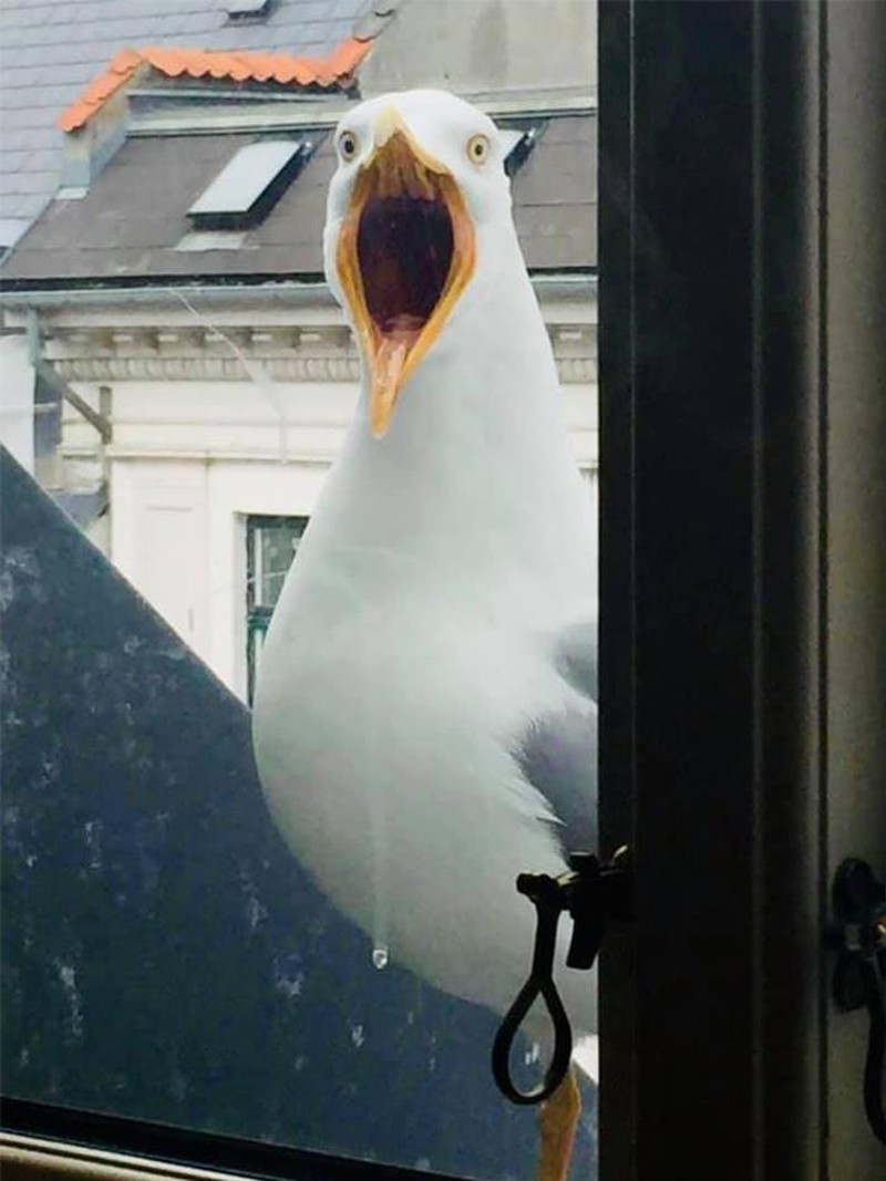 10 Potret Satwa Liar yang Gagal, Lucu Bikin Ngakak