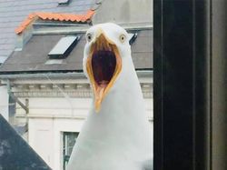 10 Potret Satwa Liar yang Gagal, Lucu Bikin Ngakak