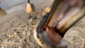 Mau foto ehh kameranya disosor bebek.