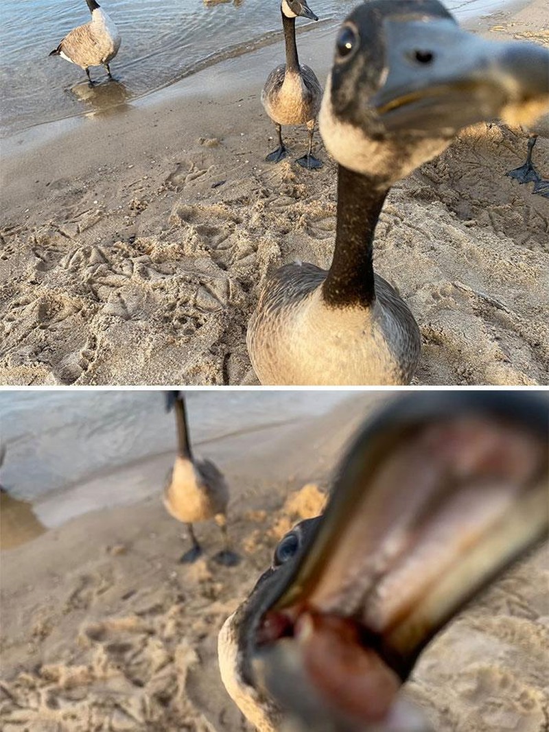 10 Potret Satwa Liar yang Gagal, Lucu Bikin Ngakak