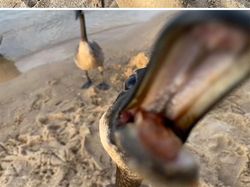 10 Potret Satwa Liar yang Gagal, Lucu Bikin Ngakak