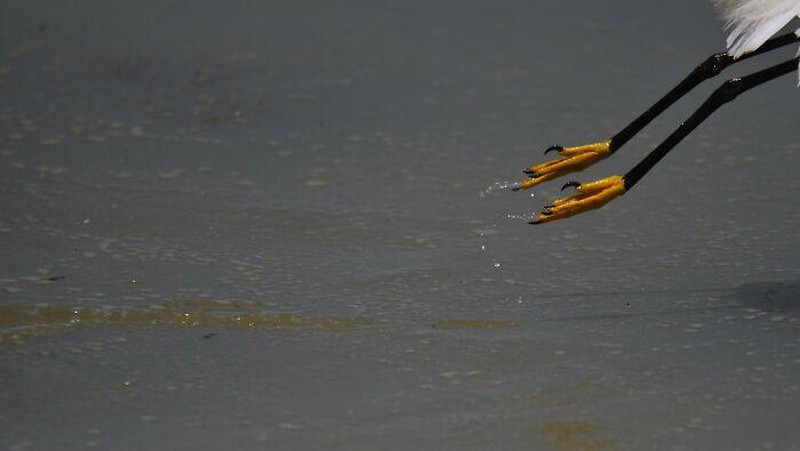 10 Potret Satwa Liar yang Gagal, Lucu Bikin Ngakak