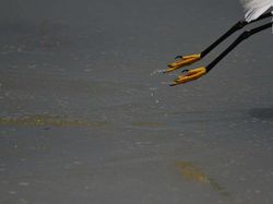 10 Potret Satwa Liar yang Gagal, Lucu Bikin Ngakak