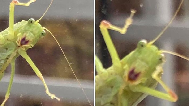 10 Potret Satwa Liar yang Gagal, Lucu Bikin Ngakak