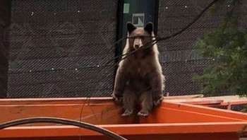 Beruang duduk santai.