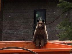 10 Potret Satwa Liar yang Gagal, Lucu Bikin Ngakak