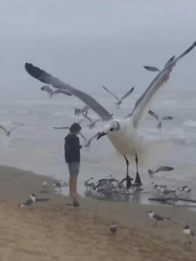 10 Potret Satwa Liar yang Gagal, Lucu Bikin Ngakak