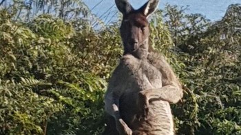 Kanggurunya pose, sadar kamera kali ya.
