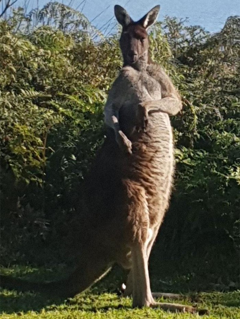 10 Potret Satwa Liar yang Gagal, Lucu Bikin Ngakak
