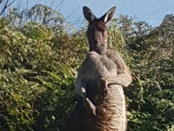 10 Potret Satwa Liar yang Gagal, Lucu Bikin Ngakak