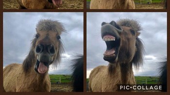 Kudanya sadar kamera nih, langsung pose dan senyum semringah begitu.