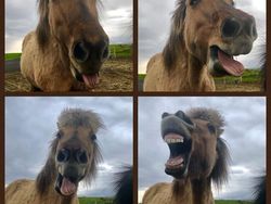 10 Potret Satwa Liar yang Gagal, Lucu Bikin Ngakak