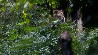 Harimau Sumatra bersembunyi di balik dedaunan. Perayaan juga bertujuan untuk mempromosikan sistem global dalam melindungi habitat alami harimau dan meningkatkan kesadaran masyarakat terhadap isu konservasi harimau.