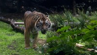 Harimau Sumatra melihat tajam ke arah kamera. Penetapan hari harimau sedunia untuk meningkatkan kesadaran akan konservasi harimau.