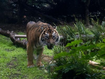 Menengok Harimau Sumatra Saat Perayaan World Tiger Day