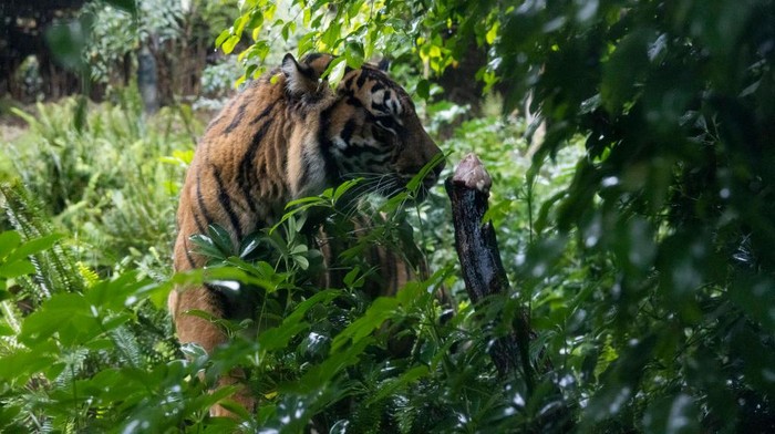 PERTH, AUSTRALIA - JULY 29: Jaya, the 14-year-old Sumatran tiger, enjoys enrichment treats at Perth Zoo on July 29, 2022 in Perth, Australia. World Tiger Day is an annual celebration to raise awareness for tiger conservation. (Photo by Matt Jelonek/Getty Images)