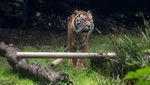 Menengok Harimau Sumatra Saat Perayaan World Tiger Day