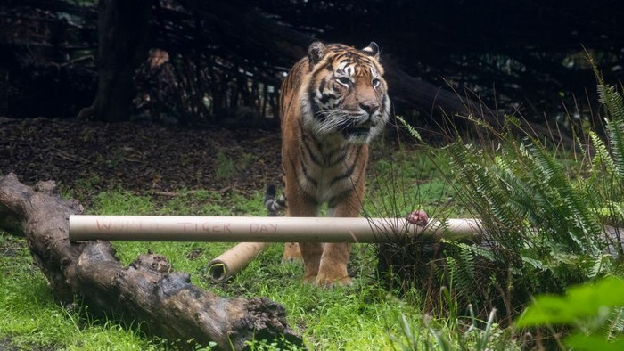 1411531773 PERTH, AUSTRALIA - JULY 29: Jaya, the 14-year-old Sumatran tiger, enjoys enrichment treats at Perth Zoo on July 29, 2022 in Perth, Australia. World Tiger Day is an annual celebration to raise awareness for tiger conservation. (Photo by Matt Jelonek/Getty Images)