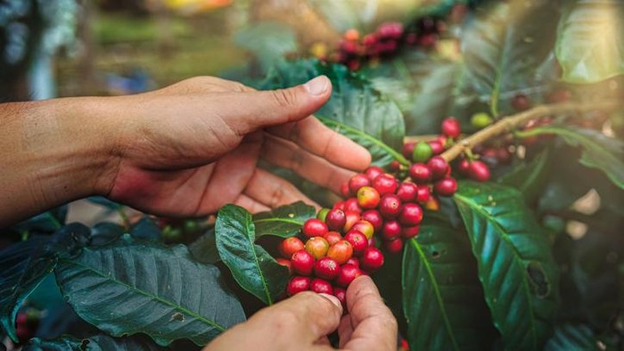 Apakah Kopi Berasal dari Bijian Utuh? Ini Fakta Biji Kopi yang Sebenarnya