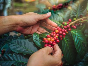 BUMN Geber Produksi Kopi Rakyat, Begini Caranya