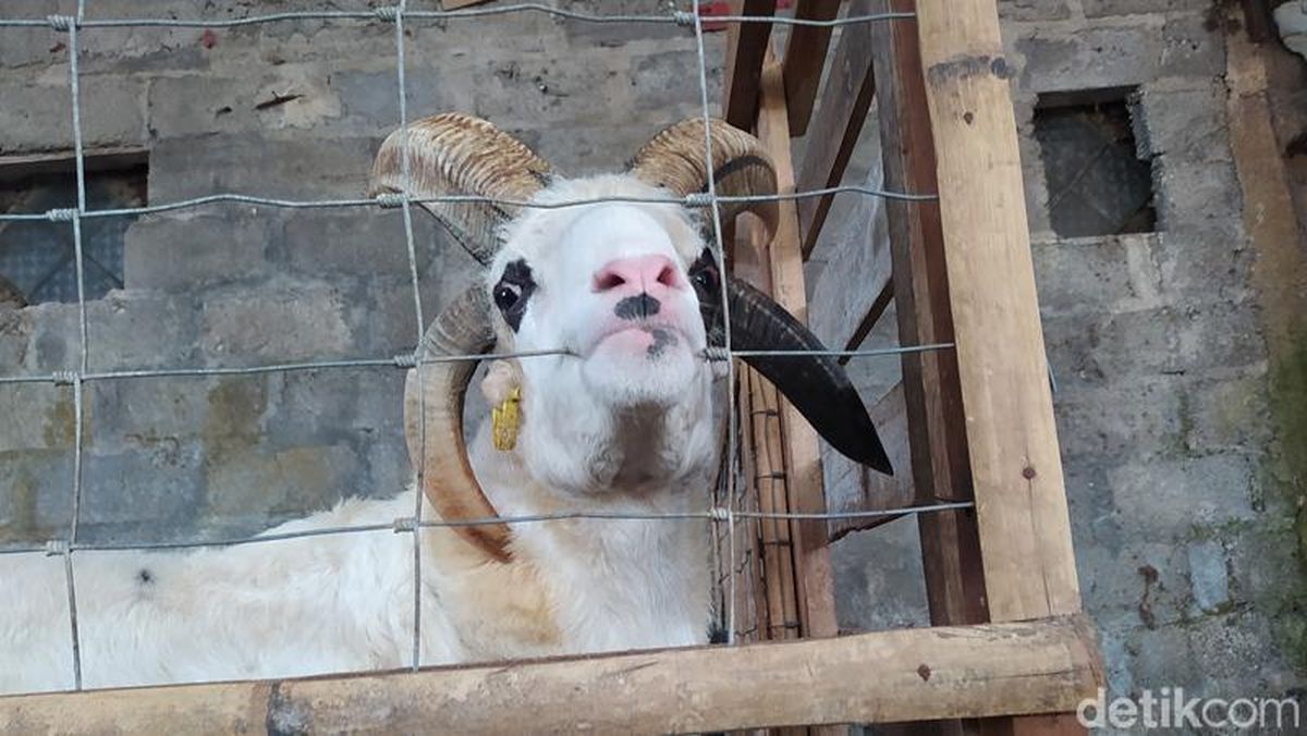 Fransuz qizlar porno