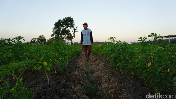 Pertanian cabai dan bawang merah menjadi mata pencarian mayoritas warga Dusun Memek, Desa Tanjung Wadung, Kabuh, Jombang. Pertanian cabai dan bawang merah menjadi mata pencarian mayoritas warga Dusun Memek, Desa Tanjung Wadung, Kabuh, Jombang.