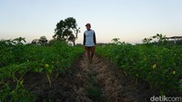 Pertanian cabai dan bawang merah menjadi mata pencarian mayoritas warga Dusun Memek, Desa Tanjung Wadung, Kabuh, Jombang.