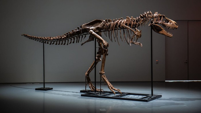 Gorgosaurus