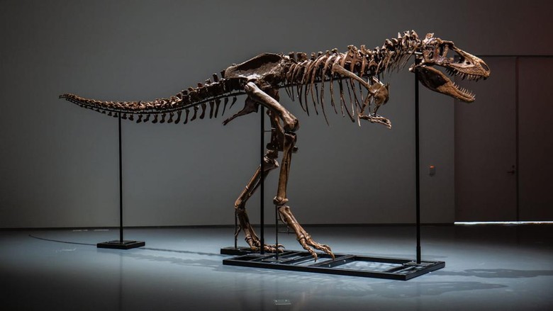 Gorgosaurus Gorgosaurus
