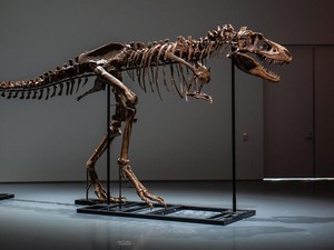 Kerangka Dinosaurus Laku Rp 89,2 M di Pelelangan
