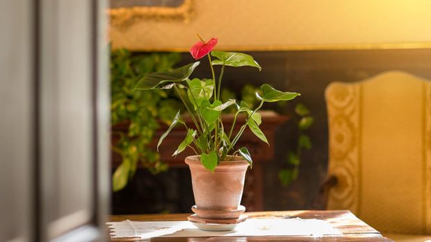 Anthurium flower pot on an old table in sunlight