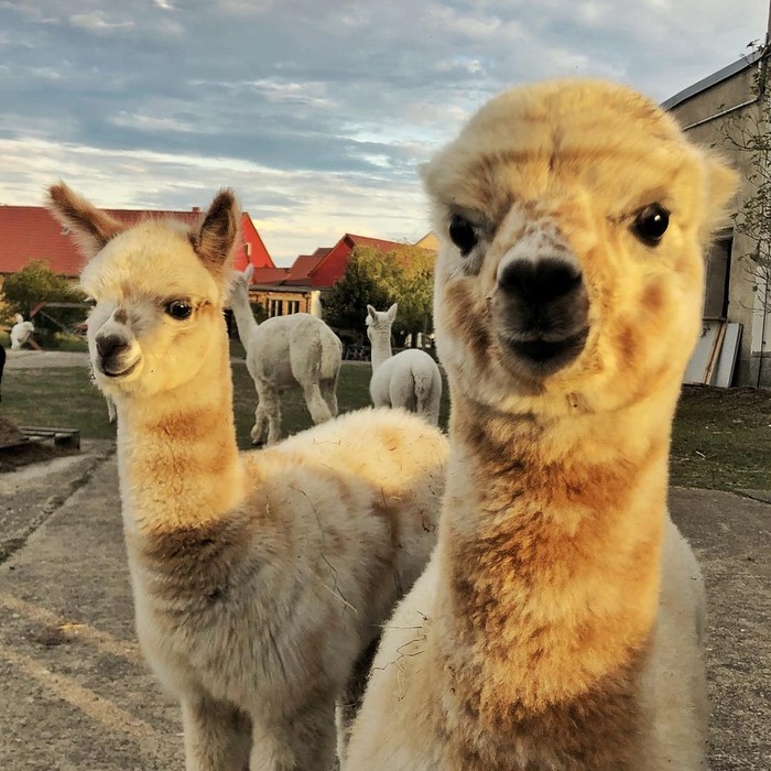 Kamu Bisa Bersantai Sambil Sarapan Bareng Llama Imut di Kebun Asri Ini Kamu Bisa Bersantai Sambil Sarapan Bareng Llama Imut di Kebun Asri Ini