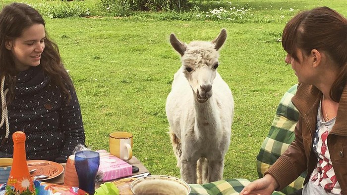 Kamu Bisa Bersantai Sambil Sarapan Bareng Llama Imut di Kebun Asri Ini