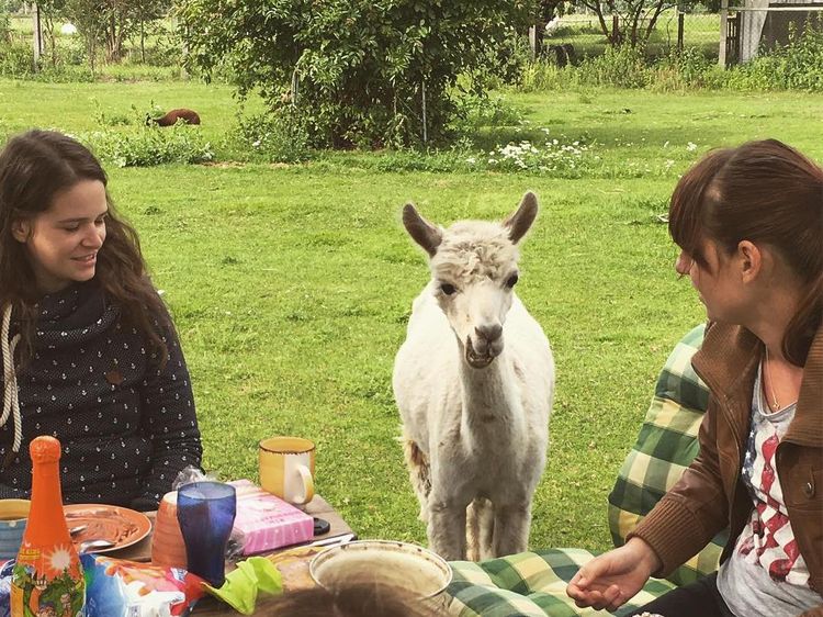 Kamu Bisa Bersantai Sambil Sarapan Bareng Llama Imut di Kebun Asri Ini