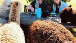 Kamu Bisa Bersantai Sambil Sarapan Bareng Llama Imut di Kebun Asri Ini