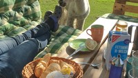 Banyak juga llama yang iseng dan mengerjai pengunjung yang asyik bersantai, setelah sarapan dengan roti, jus, hingga susu. Foto: Instagram @nieplitzhof