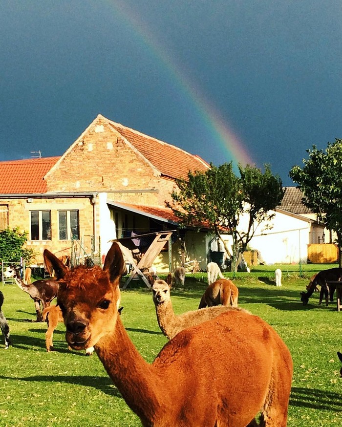 Kamu Bisa Bersantai Sambil Sarapan Bareng Llama Imut di Kebun Asri Ini