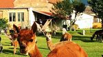 Kamu Bisa Bersantai Sambil Sarapan Bareng Llama Imut di Kebun Asri Ini