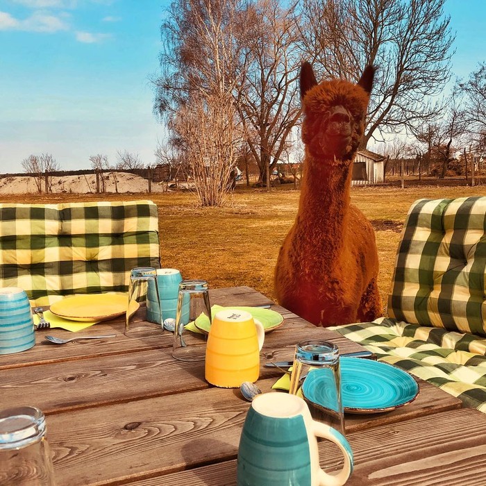 Kamu Bisa Bersantai Sambil Sarapan Bareng Llama Imut di Kebun Asri Ini Kamu Bisa Bersantai Sambil Sarapan Bareng Llama Imut di Kebun Asri Ini