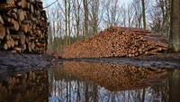 Batang pinus dan jenis kayu lainnya terletak di tumpukan kayu di tepi hutan yang siap untuk diangkut ke penggergajian. Tren memanaskan ruangan dengan kayu memang sedang naik. Salah satu penyebabnya karena pemerintah Jerman mensubsidi pemanasan dengan kayu untuk menggantikan pemanas ruangan dengan energi fosil. (Patrick Pleul/picture alliance/Getty Images)
